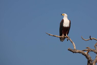 Afrikanischer Schreiseeadler / African fish-eagle / Haliaeetus vocifer