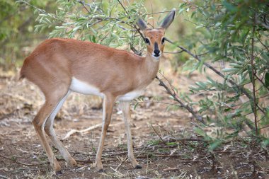 Afrikanischer Steinbock / Steenbok / Raphicerus campestris