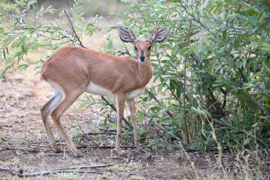 Afrikanischer Steinbock / Steenbok / Raphicerus campestris