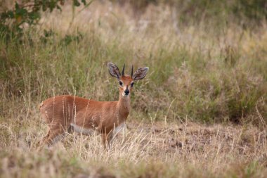 Afrikanischer Steinbock / Steenbok / Raphicerus campestris