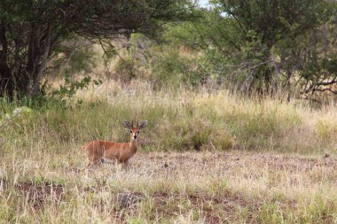 Afrikanischer Steinbock / Steenbok / Raphicerus campestris