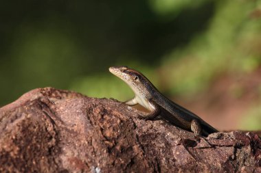 Afrikanischer Streifenskink oder Gestreifte Mabuye / Afrikalı çizgili maymun / Trachylepis striata uel Mabuya striata