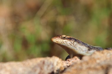 Afrikanischer Streifenskink oder Gestreifte Mabuye / Afrikalı çizgili maymun / Trachylepis striata uel Mabuya striata