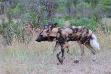 Afrikanischer Wildhund / Afrikalı vahşi köpek / Lycaon pictus