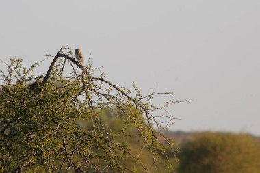 Afrika-Zwergohreule / Afrika baykuşu / Otus senegalensis