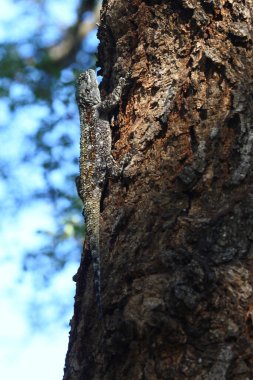 Atlasagame oder Blaukehlagame / Black-neck agama / Southern tree agama / Acanthocercus atricollis or Agama atricollis