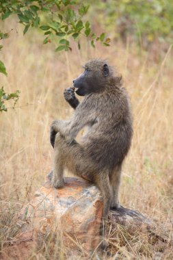 Baerenpavian / Chacma baboon / Papio ursinus