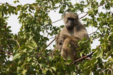Baerenpavian / Chacma baboon / Papio ursinus