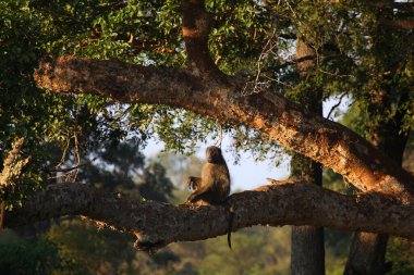 Baerenpavian / Chacma baboon / Papio ursinus