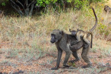 Baerenpavian / Chacma baboon / Papio ursinus