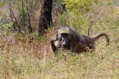 Baerenpavian / Chacma baboon / Papio ursinus