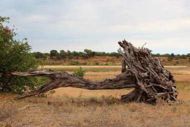 Baumstamm nahe Letaba Nehri / Letaba Nehri yakınlarındaki ağaç gövdesi / 