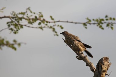 Braundrossling / Arrow-marked bubbler / Turdoides jardineii