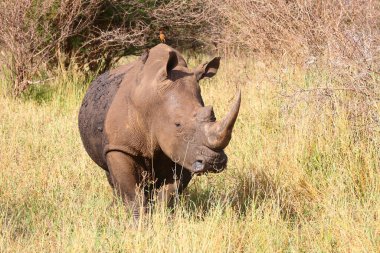 Breitmaulnashorn / Square-lipped rhinoceros / Ceratotherium simum