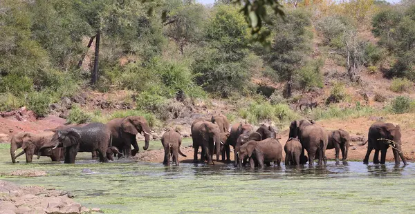 Afrikanischer Elefante Sweni Elefante Africano Nel Fiume Sweni Loxodonta Africana — Foto Stock