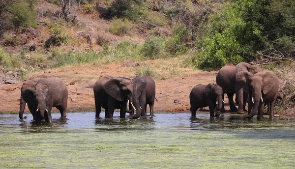 Afrikanischer Elefant Sweni Nehri Sweni Nehri Ndeki Afrika Fili Loxodonta — Stok fotoğraf