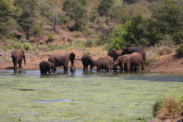 Afrikanischer Elefante Sweni Elefante Africano Nel Fiume Sweni Loxodonta Africana — Foto Stock