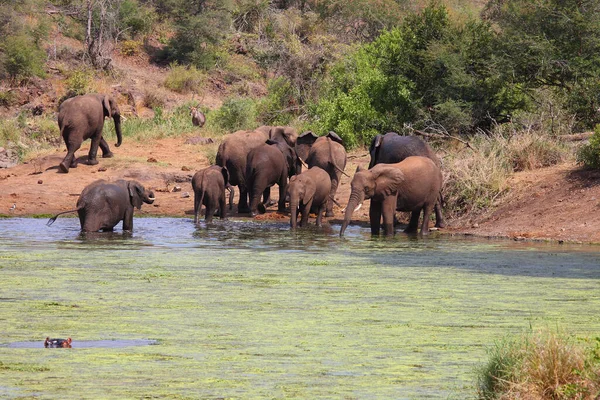 Afrikanischer Elefant Sweni River Afrikanischer Elefant Sweni River Loxodonta Africana — Stockfoto