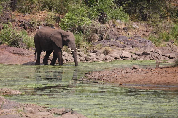 Afrikanischer Elefant Sweni Folyó Afrikai Elefánt Sweni Folyóban Loxodonta Africana — Stock Fotó