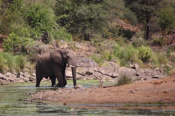 Afrikanischer Elefant Sweni River Elefante Africano Sweni River Loxodonta Africana — Foto de Stock