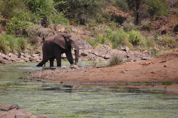 Afrikanischer Elefant Sweni Nehri Sweni Nehri Ndeki Afrika Fili Loxodonta — Stok fotoğraf