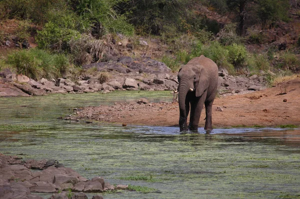 Afrikanischer Elefant Sweni Folyó Afrikai Elefánt Sweni Folyóban Loxodonta Africana — Stock Fotó