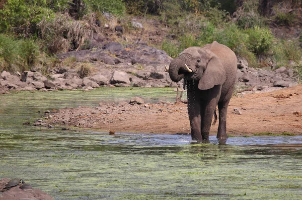 Afrikanischer Elefant Sweni Folyó Afrikai Elefánt Sweni Folyóban Loxodonta Africana — Stock Fotó