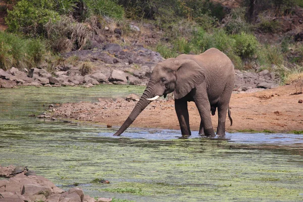 Rzeka Afrikanischer Elefant Sweni Słoń Afrykański Rzece Sweni Loxodonta Africana — Zdjęcie stockowe