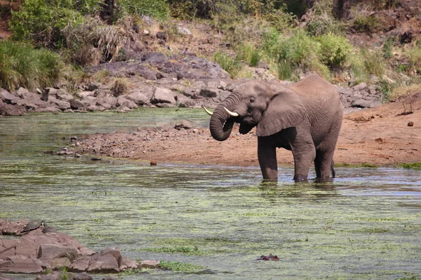 Afrikanischer Elefant Sweni River Elefante Africano Sweni River Loxodonta Africana —  Fotos de Stock