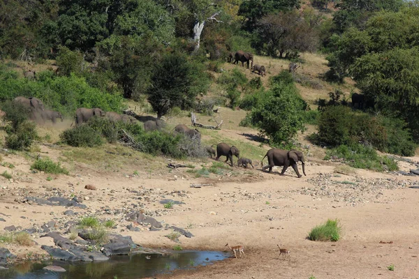 Afrikanischer Elefant Timbavati River Elefante Africano Rio Timbavati Loxodonta Africana — Fotografia de Stock