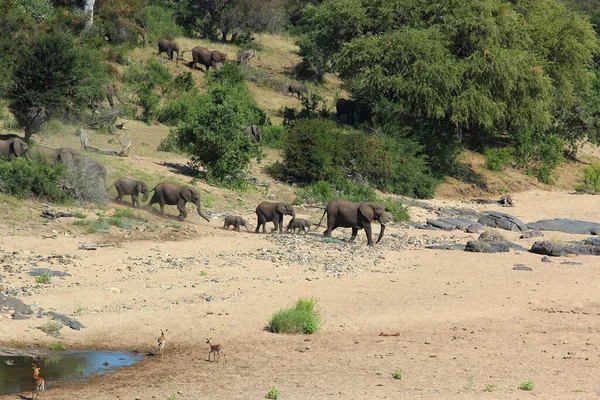 Afrikanischer Elefante Timbavati Elefante Africano Nel Fiume Timbavati Loxodonta Africana — Foto Stock