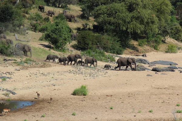 Afrikanischer Elefante Timbavati Elefante Africano Nel Fiume Timbavati Loxodonta Africana — Foto Stock