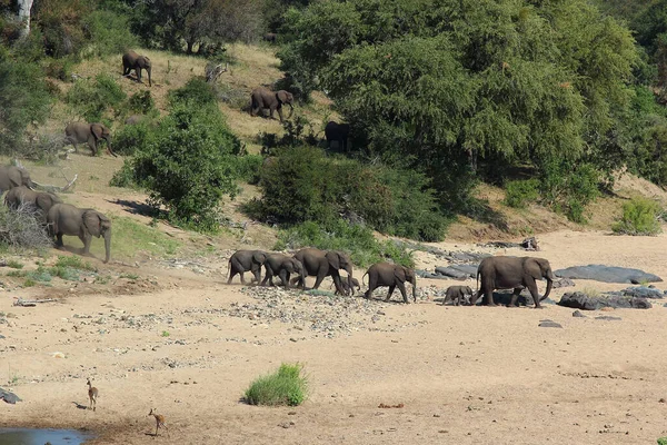 Afrikanischer Elefant Timbavati River Elefante Africano Rio Timbavati Loxodonta Africana — Fotografia de Stock