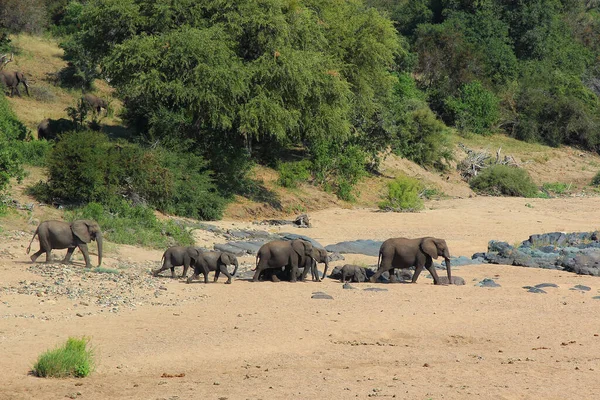 Rzeka Afrikanischer Elefant Timbavati Słoń Afrykański Rzece Timbavati Loxodonta Africana — Zdjęcie stockowe