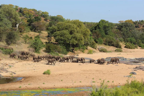 Afrikanischer Elefant Timbavati River Afrikansk Elefant Timbavati River Loxodonta Africana — Stockfoto