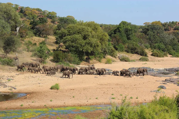 Afrikanischer Elefant Timbavati River Africký Slon Řece Timbavati Loxodonta Africana — Stock fotografie