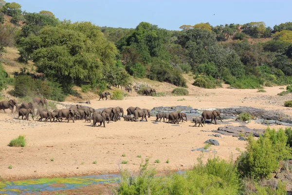 Afrikanischer Elefant Timbavati River Elefante Africano Rio Timbavati Loxodonta Africana — Fotografia de Stock