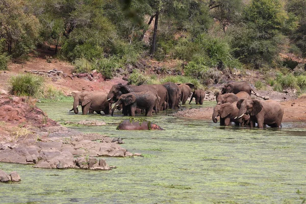 Afrikanischer Elefant Und Flusspferd Sweni River Afrikanischer Elefant Und Flusspferd — Stockfoto