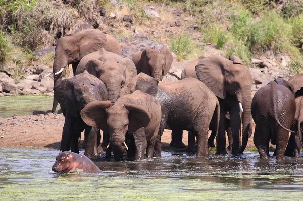 Afrikanischer Elefant Und Flusspferd Sweni River African Elephant Hippopotamus Sweni — Foto Stock