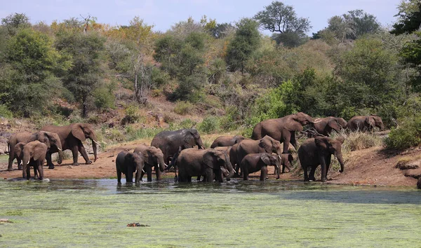 Afrikanischer Elefant Und Flusspferd Sweni River Elefante Africano Hippopótamo Sweni — Fotografia de Stock