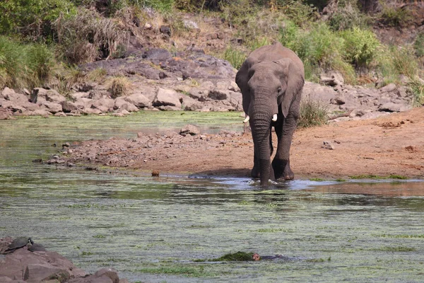 Afrikanischer Elefant Und Flusspferd Sweni River African Elephant Hippopotamus Sweni — Stock Fotó