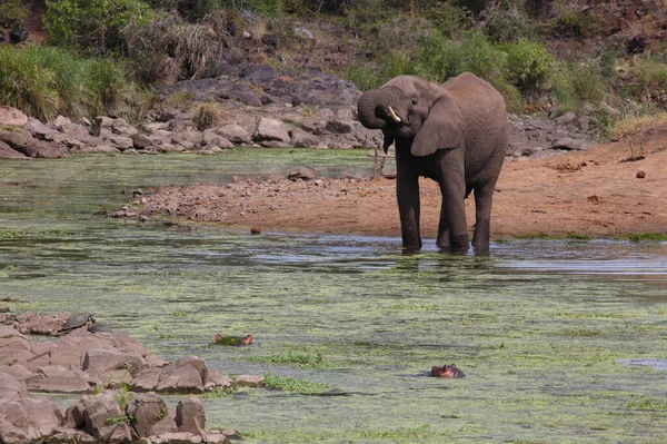 Rzeka Afrikanischer Elefant Und Flusspferd Sweni Słoń Afrykański Hipopotam Rzece — Zdjęcie stockowe