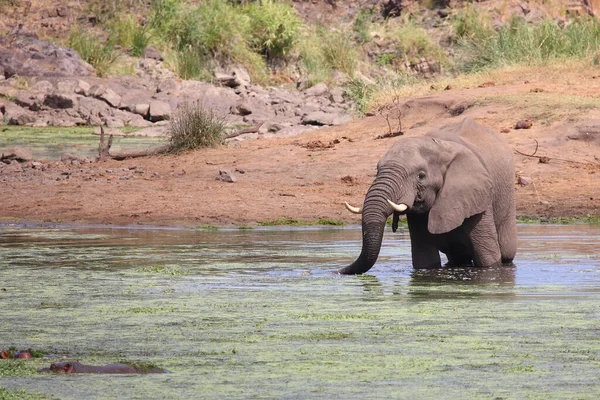 Afrikanischer Elefant Und Flusspferd Sweni River African Elephant Hippopotamus Sweni — Stock Fotó