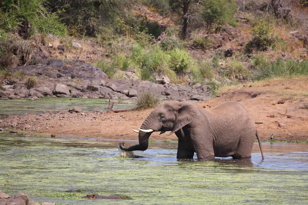 Afrikanischer Elefant Und Flusspferd Sweni River Elefante Africano Hipopótamo Sweni —  Fotos de Stock