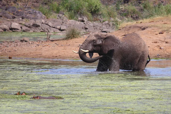 Afrikanischer Elefant Und Flusspferd Sweni River Elefante Africano Hipopótamo Sweni — Foto de Stock
