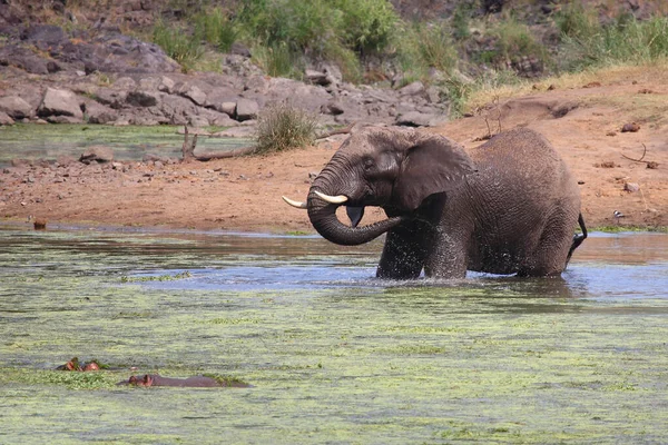 Африканский Слон Бегемот Реке Свени Loxodonta Africana Hippopotamus Amphibius — стоковое фото