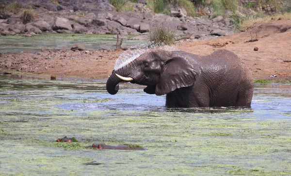 Afrikanischer Elefant Und Flusspferd Sweni Rivier Afrikaanse Olifant Nijlpaard Sweni — Stockfoto