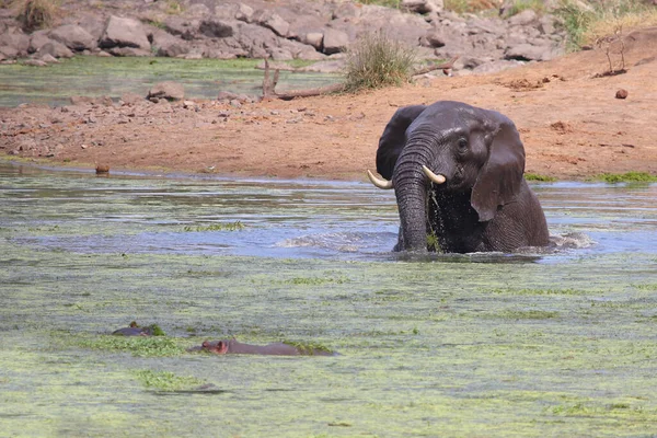 Afrikanischer Elefant Und Flusspferd Sweni Nehri Afrika Fili Hippopotamus Sweni — Stok fotoğraf