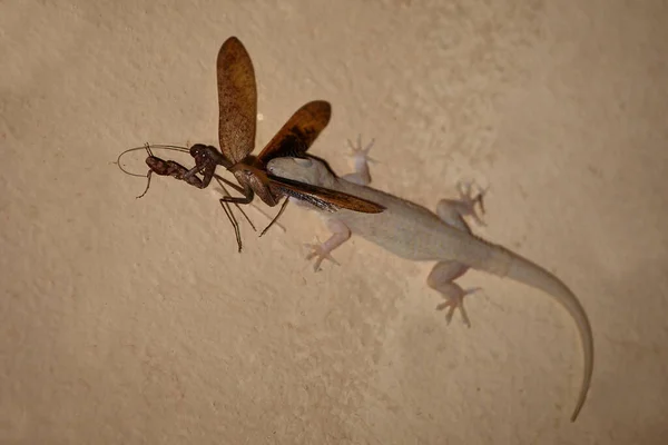 Afrikanischer Hausgecko Tropical House Gecko Afro American House Gecko Hemidactylus — Zdjęcie stockowe