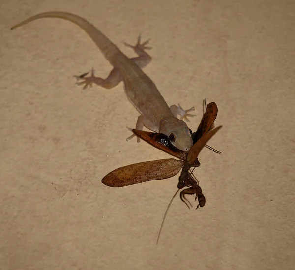 Afrikanischer Hausgecko Tropical House Gecko Afro American House Gecko Hemidactylus — Foto Stock